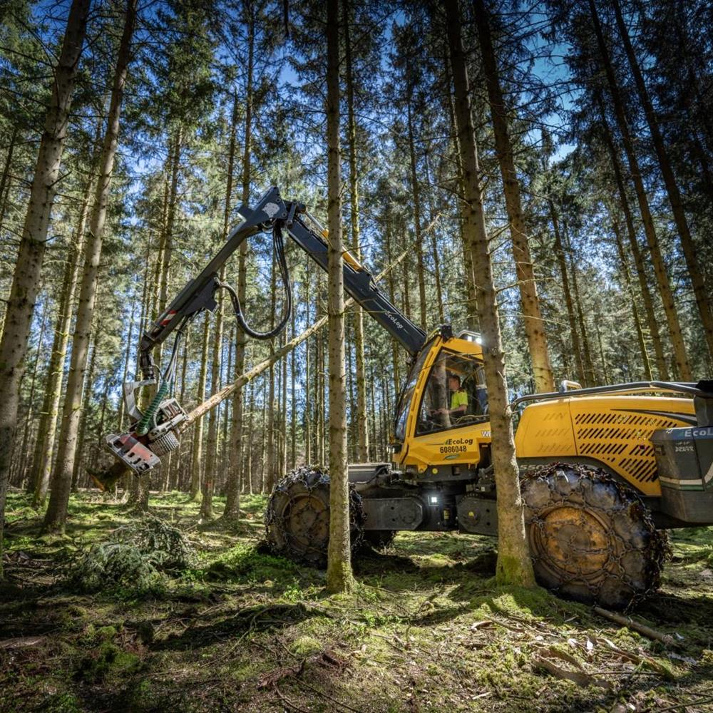 Forstarbeiten - Leistungen